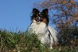 EPAGNEUL PAPILLON 128